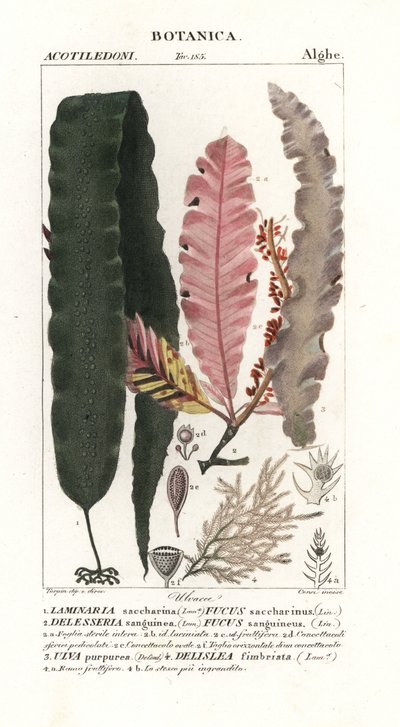 砂糖昆布等の海藻類 作： Stanghi Stanghi