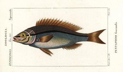 トゲダイ、Pentapodus fasciuola 作： Stanghi Stanghi
