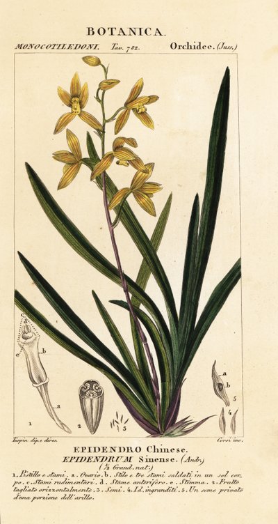 瀕死のラン、Cymbidium sinense 作： Stanghi Stanghi