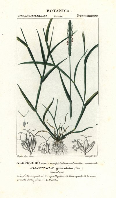 水アワ、Alopecurus geniculatus 作： Stanghi Stanghi