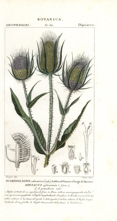 野生のティーゼルまたはフラーのティーゼル、Dipsacus fullonum 作： Stanghi Stanghi