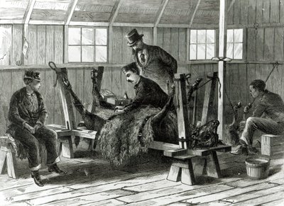 子牛からウイルスを奪う、1872年の「ハーパーズウィークリー」のイラスト 作： Stanley Fox