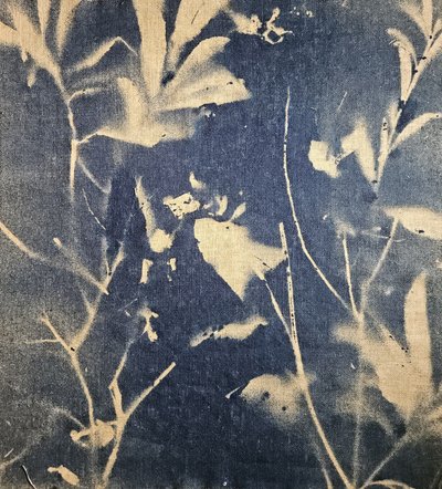青い植物の影 作： Stefano Mazzolini