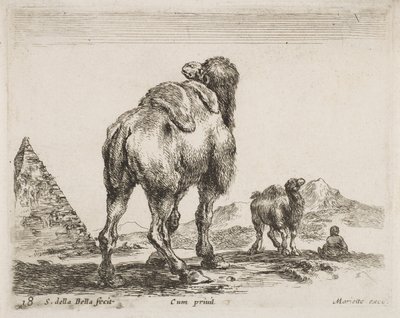 後ろから見たラクダ、パブ。 Diversi Animaliの1641 作： Stefano della Bella