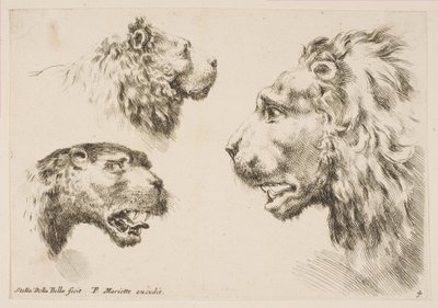 3人のライオンの頭、ca。 1641年。 作： Stefano della Bella