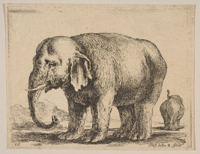 プレート10：さまざまな動物の象Diversi animali、ca. 1641年。 作： Stefano della Bella