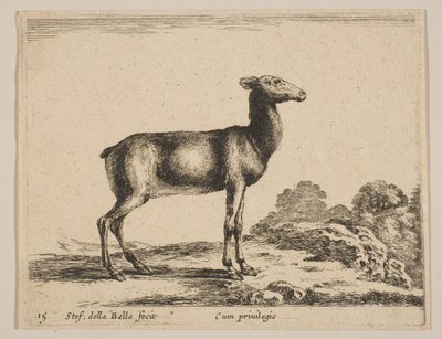 プレート15：雌鹿（「様々な動物」より） Diversi animali, ca. 1641. 作： Stefano della Bella