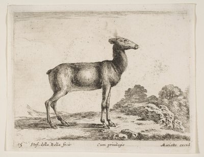 プレート15：doe、さまざまな動物からのさまざまな動物、ca。 1641年。 作： Stefano della Bella