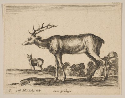 プレート16：さまざまな動物のクワガタDiversi animali、ca. 1641年。 作： Stefano della Bella