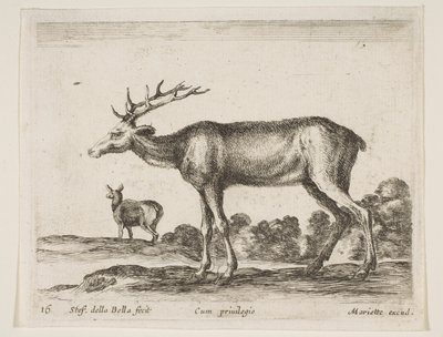 プレート16：さまざまな動物のクワガタDiversi animali、ca. 1641年。 作： Stefano della Bella