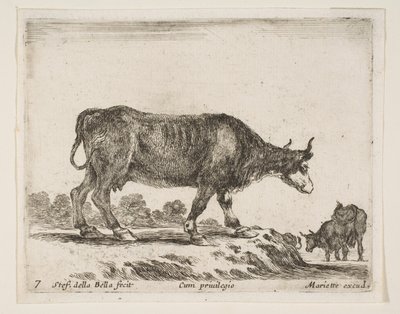 プレート7：牛、さまざまな動物からDiversi animali、ca. 1641年。 作： Stefano della Bella