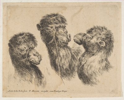 3つのキャメルヘッド、ca。 1641年。 作： Stefano della Bella