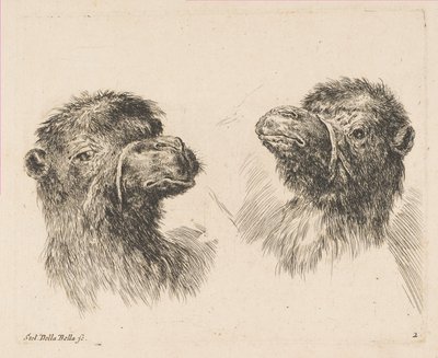 2つのキャメルヘッド、ca。 1641年。 作： Stefano della Bella