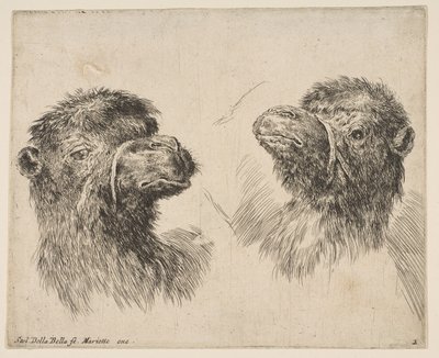 2つのキャメルヘッド、ca。 1641年。 作： Stefano della Bella