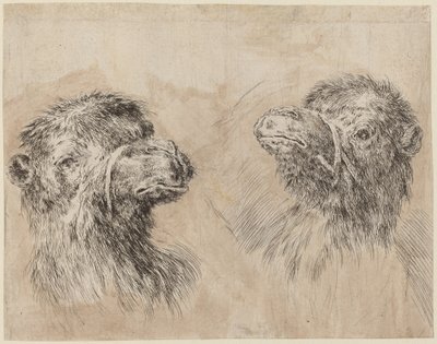 2 つのラクダの頭 [直訳] 作： Stefano della Bella