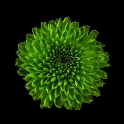 2020年菊01号（写真） 作： Steve Gallagher