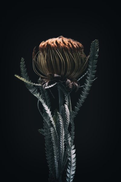 シングル・プロテア、2021年（写真） 作： Steve Gallagher