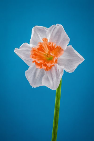 白とオレンジの水仙、2021年（写真） 作： Steve Gallagher