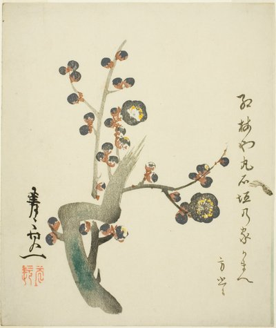 花咲く紅梅の枝 作： Suzuki Kiitsu
