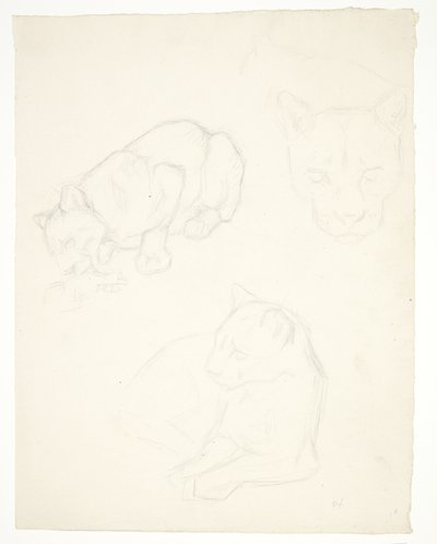 子ライオンの 3 つの習作 作： Svend Rathsack