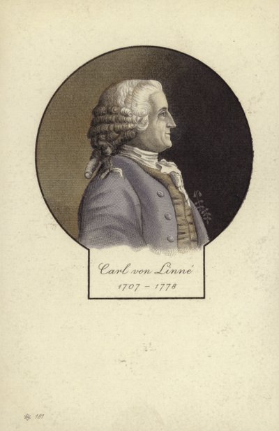 カールリンネ（1707-1778）、スウェーデンの植物学者および動物学者 作： Swedish School