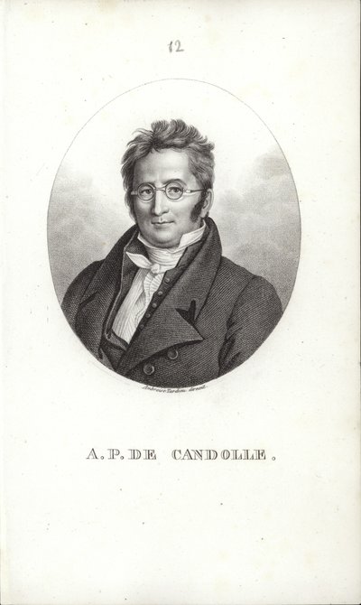 Candolleによるオーガスティンのピラミッド 作： Swiss School