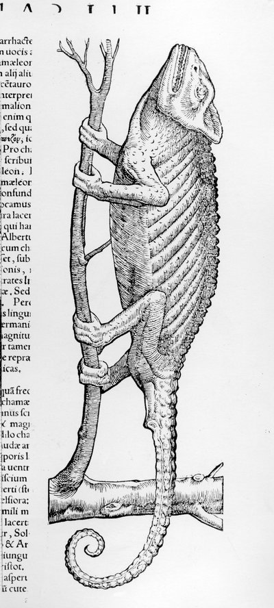 カメレオン、「生活史の本2、クランベリーOviparis」からコンラッドGesner、1554年公開 作： Swiss School
