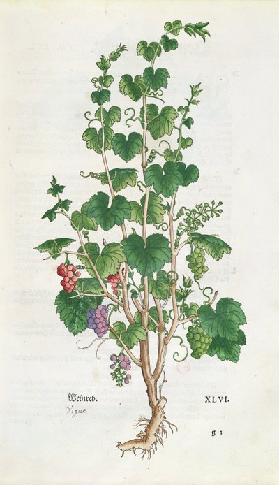 Leonard Fuchs（1501-66）1543によるDe Historia Stirpiumのブドウの木（Vitis Vinifera）植物プレート 作： Swiss School