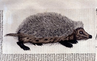 ハリネズミ（Conrad Gesnerの「Historiae animalium」からのイラスト 作： Swiss School
