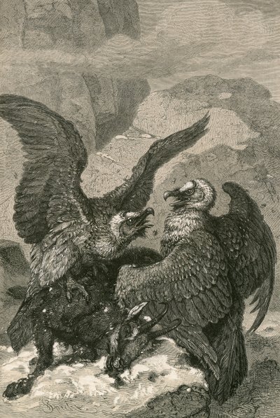 ラマーガイアーとその獲物 作： Swiss School