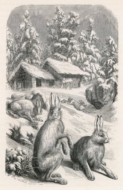 白い高山うさぎ 作： Swiss School