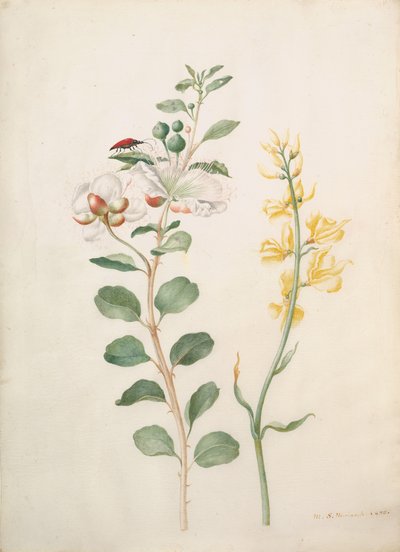 ケーパー、ハリエニシダ、カブトムシの研究、1693 年。 作： Sybilla Merian