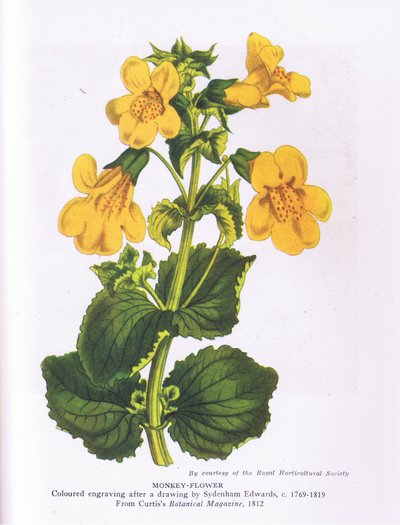 猿の花、イギリスの自然、コリンズ社、1946年（カラーリトグラフ 作： Sydenham Teast (after) Edwards