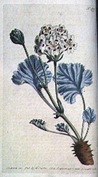 太い茎のツルバラ（Pelargonium crassicaule）、William Curtisの「The Botanical Magazine」（または「Flower Garden Displayed」）のプレート477、F. Sansomの彫刻、パブ。1799年（彫刻）。 作： Sydenham Teast (after) Edwards