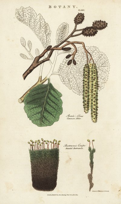 ハンノキとコケのヴァリエーション - 一般的なハンノキ（Betula alnus）と、縮れたバートラミア（Bartramia crispa）。John Mason GoodのPantologia, a New Encyclopedia, G. Kearsley, Londonに掲載されたSydenham Edwardsによる手彩色の銅版画。 作： Sydenham Teast Edwards
