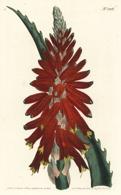 アロエの木 - Narrow leaved sword aloe, Aloe arborescens.William Curtis