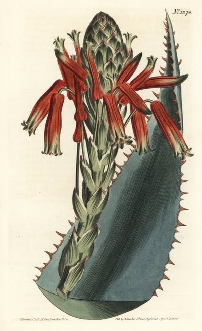 Aloe variete - Blue aloe, Aloe glauca (Red-spined glaucous aloe, Aloe rhodacantha) - William Curtis
