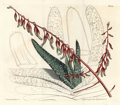 Aloes eventails - Fan aloe, Aloe plicatilis (Tongue aloe, Aloe lingua).William Curtis