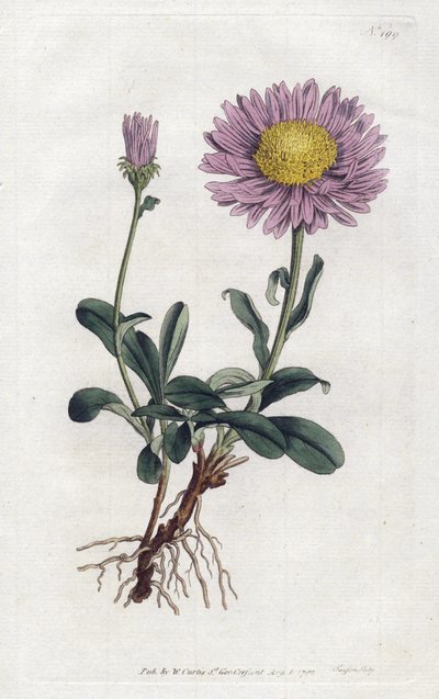 アルパインアスター（アルプスの女王デイジー） - リトグラフ：Sydenham Edwards（1768-1819）、William Curtis