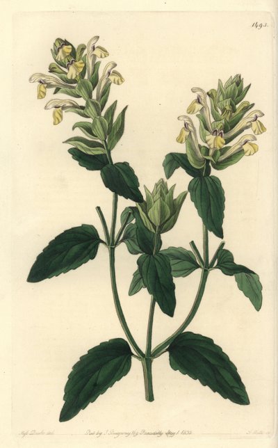 Alpine scutellaria - アルパイン スカルキャップ、Scutellaria alpina（アルパイン スカルキャップ、ホップフラワー品種、Scutellaria alpina var. lupulina）。Sydenham EdwardsのBotanicalに掲載されているSarah DrakeのイラストをS.Wattsが手彩色で銅版画にしたもの。 作： Sydenham Teast Edwards
