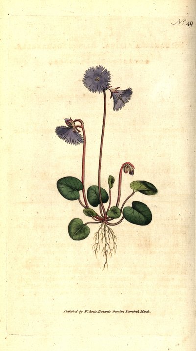 アルパイン・ソルダネラ - Alpine soldanella, Soldanella alpina.William Curtis
