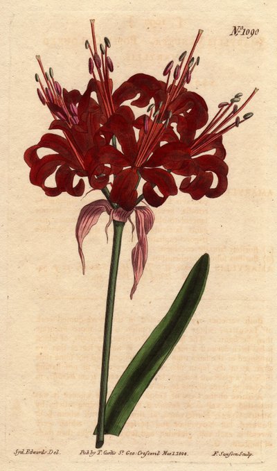 アマリリスのケシ色、濃い真紅の花が一本の足から咲く。Originally from Cape of Good Esperance (South Africa).ケシ色のアマリリス、濃いクリムゾンの花が一本の茎から咲く。喜望峰の原産。アマリリス 作： Sydenham Teast Edwards