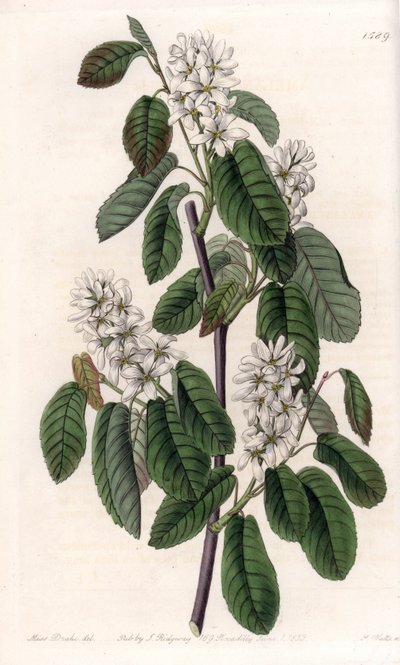 Amelanchier with alder leaves or flowered aronie - Plate engraved by S.Watts, from an illustration by Sarah Anne Drake (1803-1857), from the Botanical Register of Sydenham Edwards (1768-1819), England 作： Sydenham Teast Edwards
