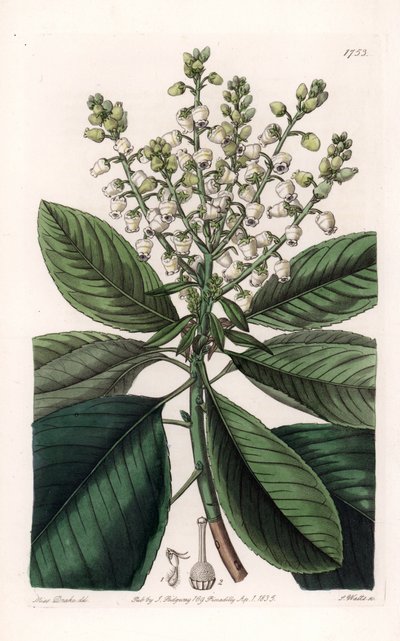 アメリカヤマボウシ - イギリスのSydenham Edwards（1768-1819）のBotanical Registerに掲載されているSarah Anne Drake（1803-1857）のイラストをS.Wattsがエングレーヴィングしたもの。 作： Sydenham Teast Edwards