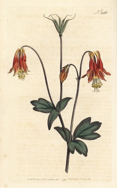 Ancolia du Canada - カナダのコロンバイン。Aquilegia canadensis。ロンドンのWilliam Curtis