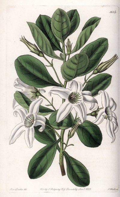 オーストラリア原産のAnthocercis variete - イギリスのSydenham Edwards (1768-1819)のBotanical Registerに掲載されたSarah Anne Drake (1803-1857)のイラストをS.Wattsがエングレービングしたプレート。 作： Sydenham Teast Edwards