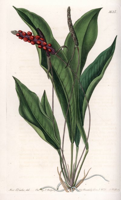 Anthurium gracile - イギリスのSydenham Edwards (1768-1819)のBotanical Registerに掲載されたSarah Anne Drake (1803-1857)のイラストをS.Wattsがエングレーヴィングしたもの。 作： Sydenham Teast Edwards