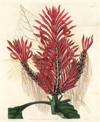 Aphelandra arborea (Crested aphelandra, Aphelandra cristata).Sydenham Edwards