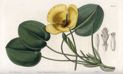 水生ケシ - イギリスのSydenham Edwards (1768-1819)のBotanical Registerに掲載されたSarah Anne Drake (1803-1857)のイラストをS.Wattsがエングレーヴィングしたもの。 作： Sydenham Teast Edwards