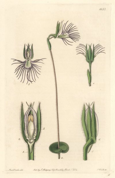 南アフリカ原産のAraigneeラン - Sarah Anne Drake (1803-1857)のイラストからS.Wattsが描いた強い水、Botanical Registerより 作： Sydenham Teast Edwards